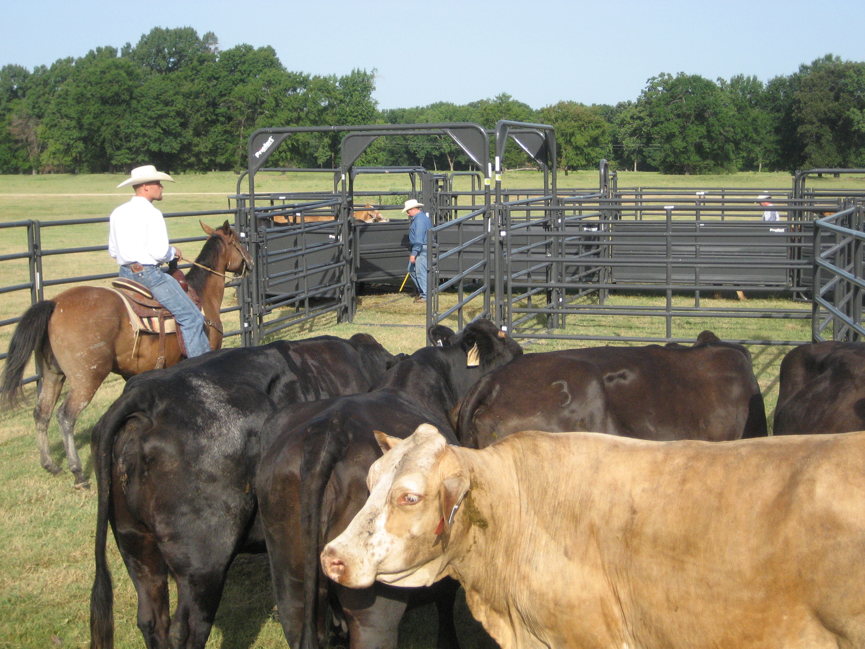 Rough Stock RSP 05.jpg